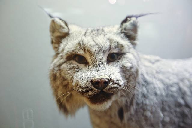 北方极地博物馆