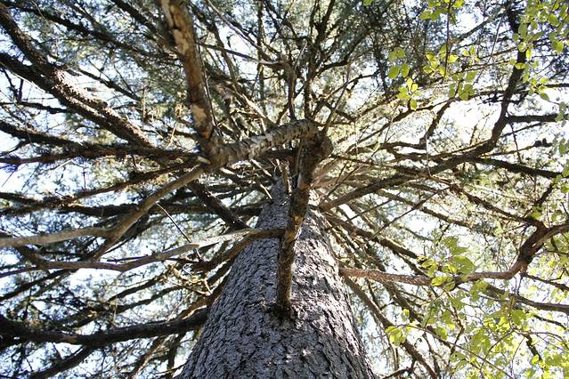 大亮子河国家森林公园