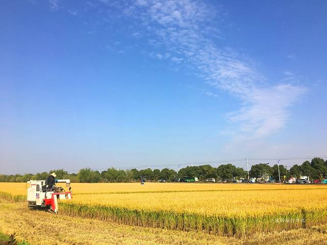 南京湖熟现代农业示范区