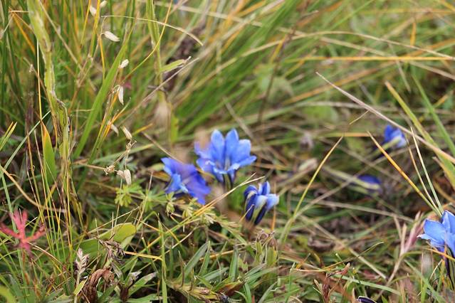 玛曲天下黄河第一弯旅游风景区