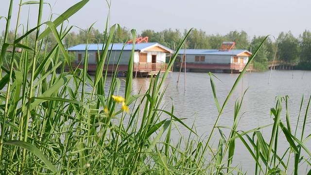 高邮湖芦苇荡湿地公园
