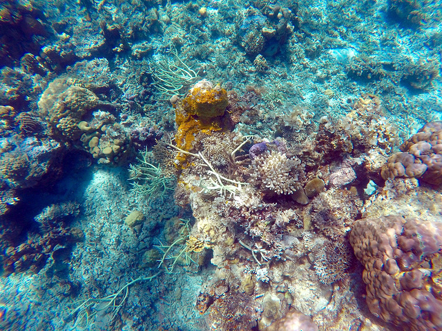 21科隆的珊瑚花园可以去看看 海底珊瑚花园 珊瑚花园 评论 去哪儿攻略