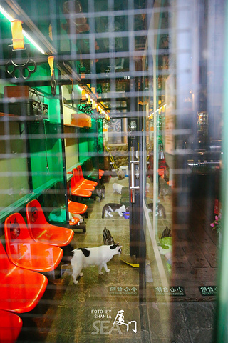 "猫咪们被养在玻璃房中，狭长的走廊供游客观赏，另外的空间摆设着贩卖的纪念品和咖啡区_厦门猫咪博物馆"的评论图片