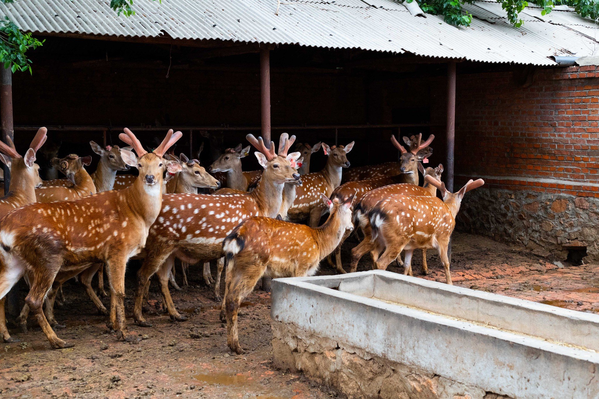 2023鹿乡镇金鹿鹿产品经销部购物,鹿乡镇最特别的就是被称为" .