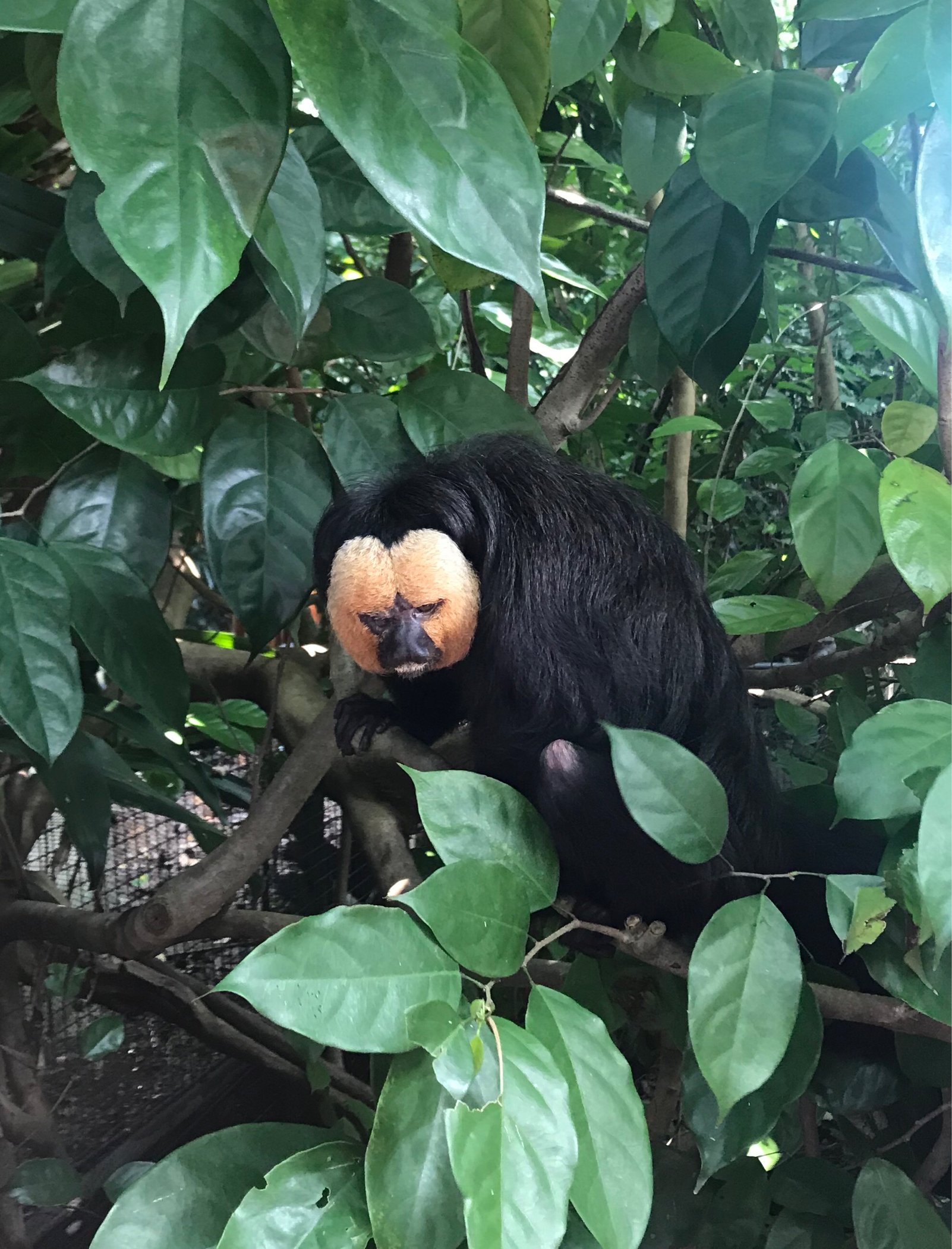 换票机在日间动物园售票处的右边可以提前将票下载到手机上扫码换票三