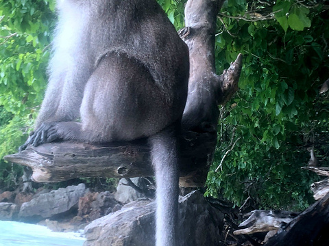 猴子海滩旅游景点图片