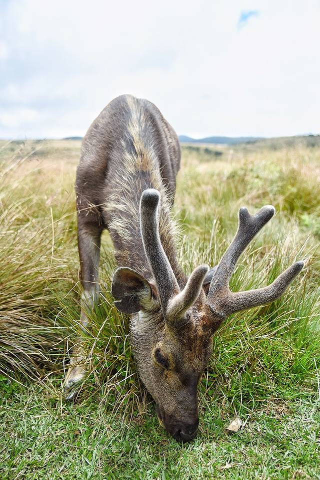 霍顿平原国家公园