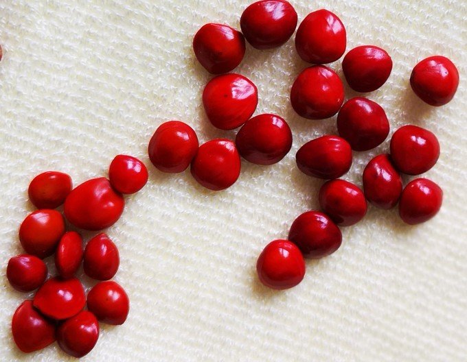 海红豆: 红心菩提,俗称"相思豆",如果你仔细观察,会发现:它的红色