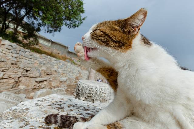 塞尔苏斯图书馆