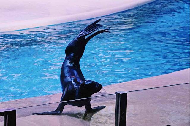 海狮剧场(入口2)