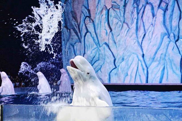 极地探险-白鲸剧场