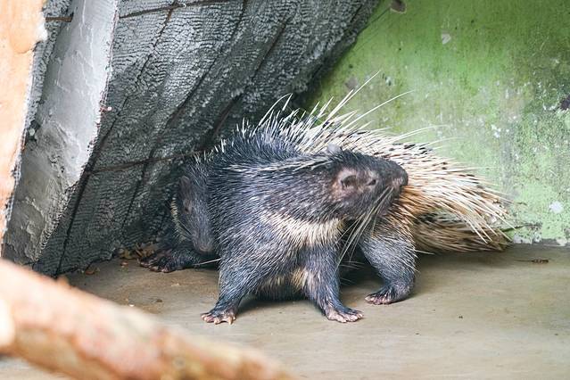 兰卡威野生动物园