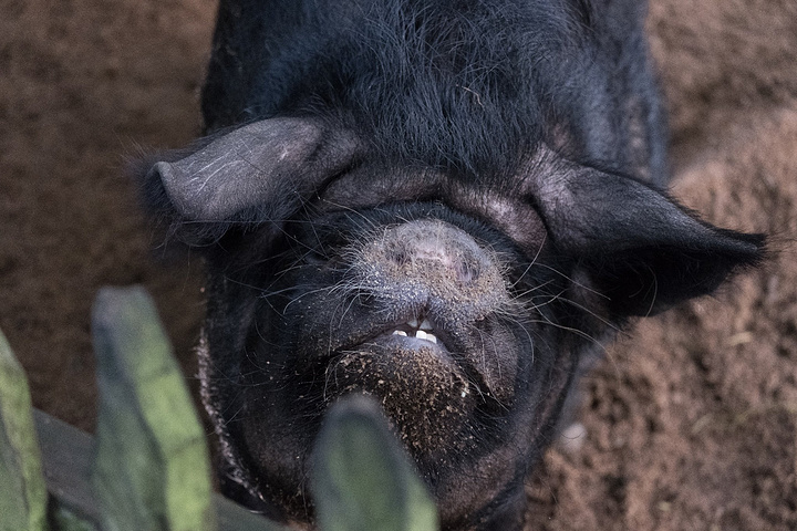 在霍比特人里面多次出现的明星,昆昆猪! 新西兰 特有的物种.