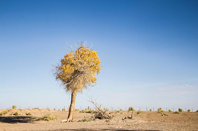 额济纳旗黑城景区
