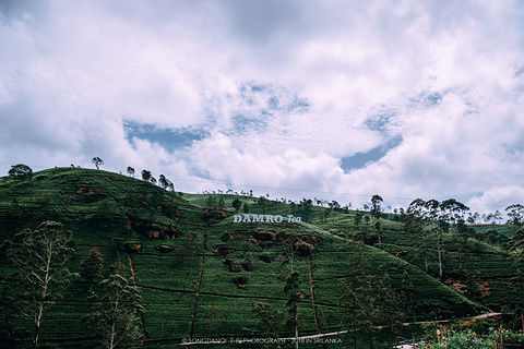 高山茶园旅游景点攻略图