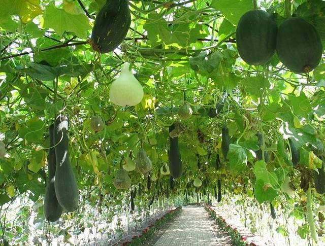 黑龙江省农科院园艺分院