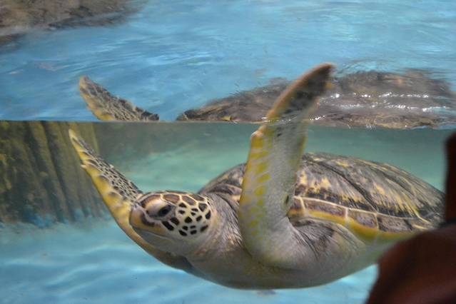 太平洋海底世界