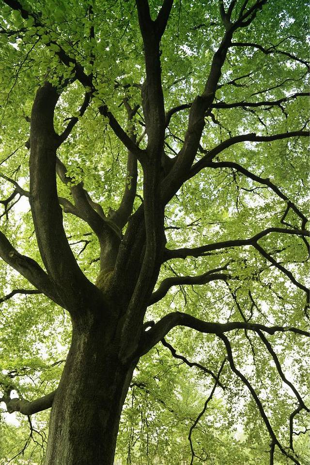 阿姆斯特丹森林公园