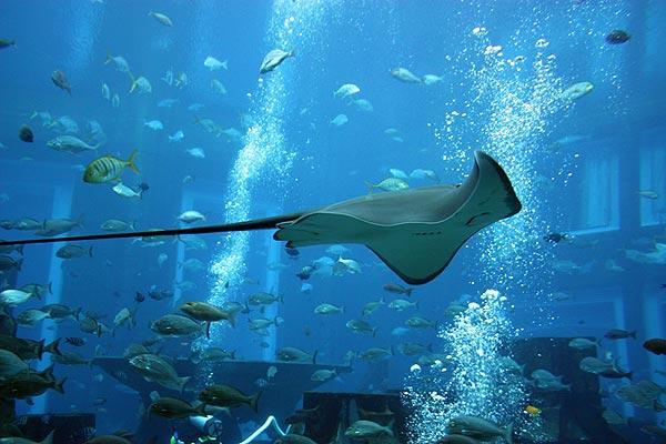 迪拜失落的空间水族馆