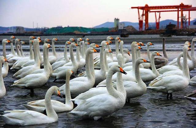 天鹅湖生态旅游区