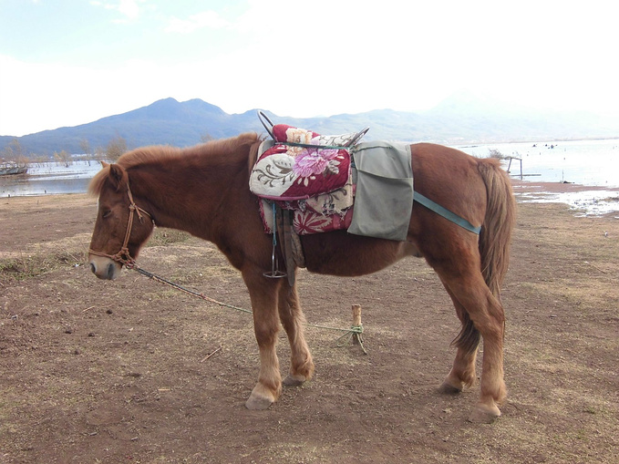 拉市海  茶马古道图片
