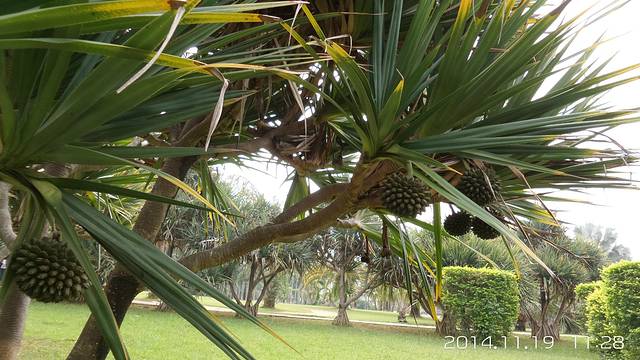 西双版纳南药园景区