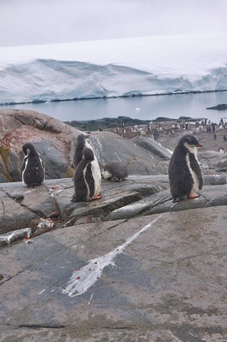 洛克罗伊英国站图片