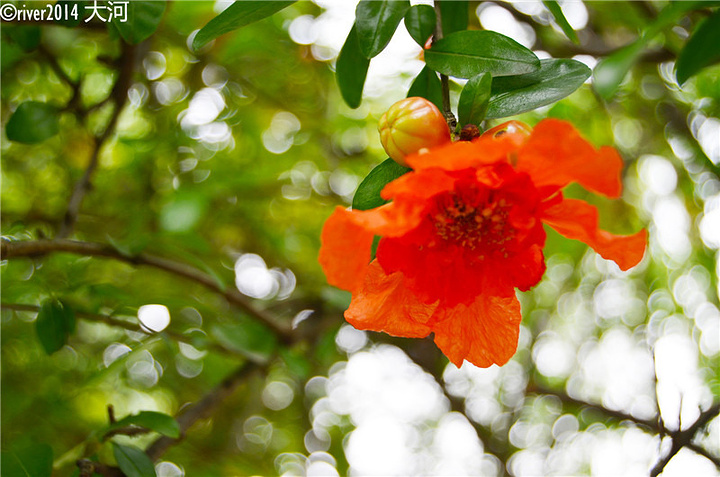 梅湾街上唯一的亮点是梅湾岛,这个小岛是个幽静的花园,游客罕至,花园