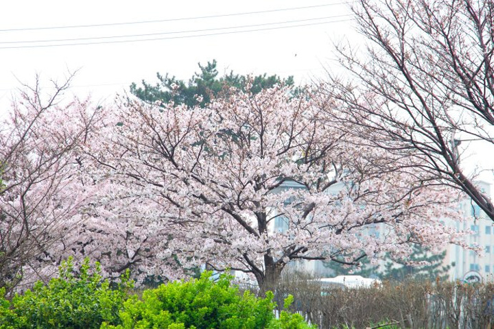 2017夏季最高气温33.5℃,冬季最低气温1℃_龙