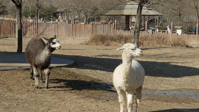 石家庄市动物园