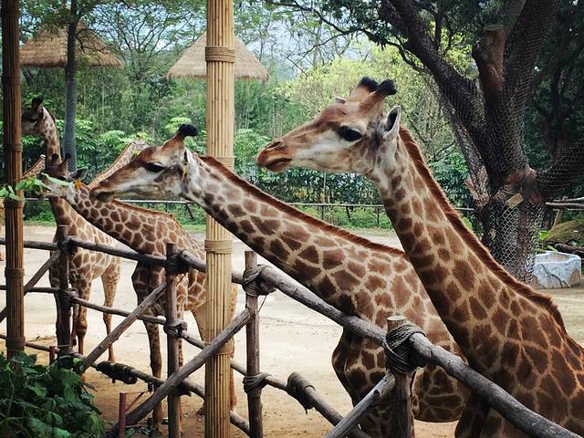 深圳野生动物园