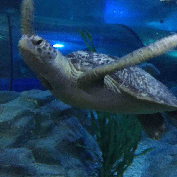 76b2800d47571a.jpg_600x600x70_a3981c7d.jpg