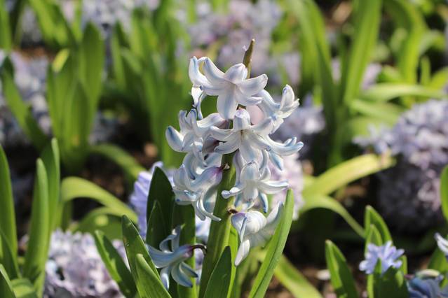 国家植物园(原北京植物园)