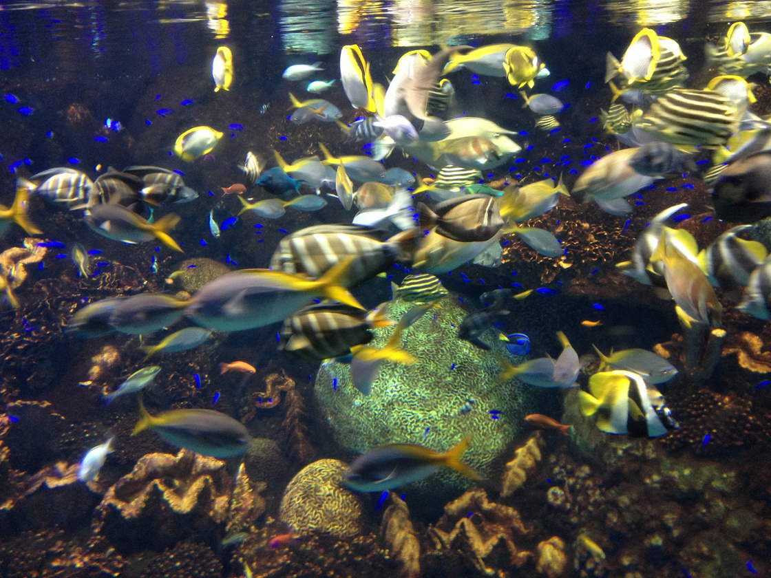 带着我的龙带着我的牛，游走在霓虹的日子