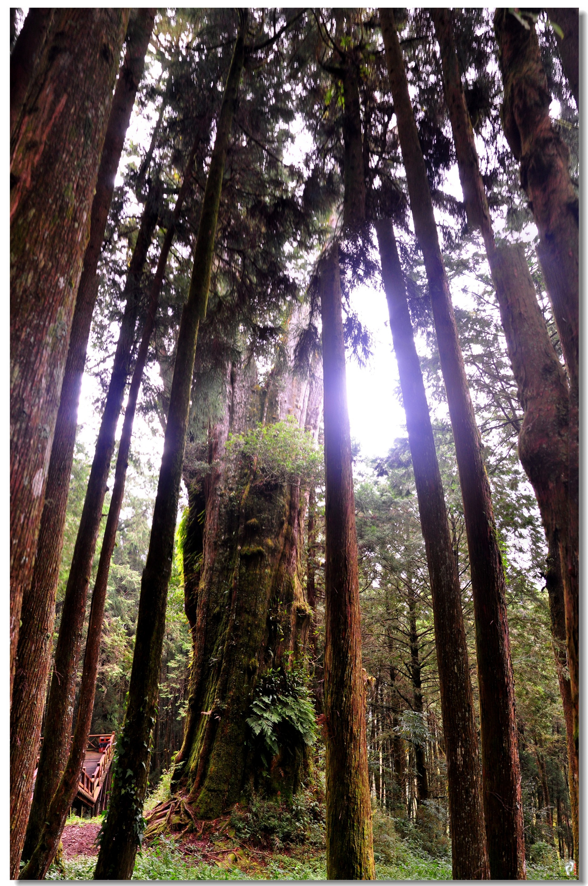 阿里山神木