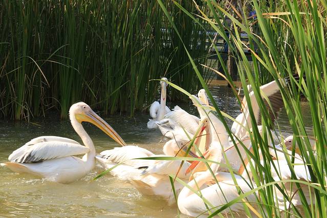 南沙水鸟世界生态公园