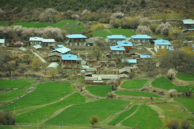 相约林芝桃花漫天