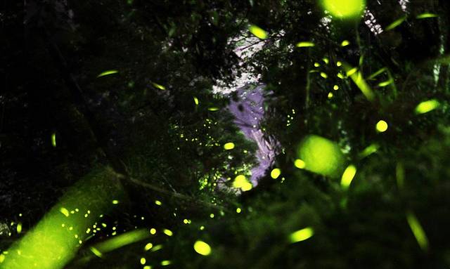 Kampung Kuantan Fireflies Park (Selangor)