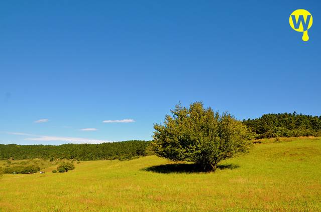 仙女山国家森林公园