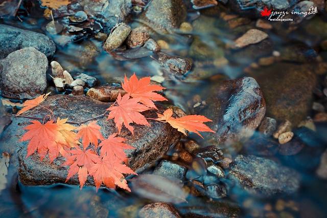 蒲石河森林公园