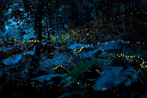 Kampung Kuantan Fireflies Park (Selangor)