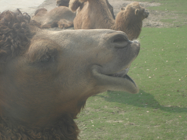 稀动物,可以最大程度的近距离观赏,比较适合带