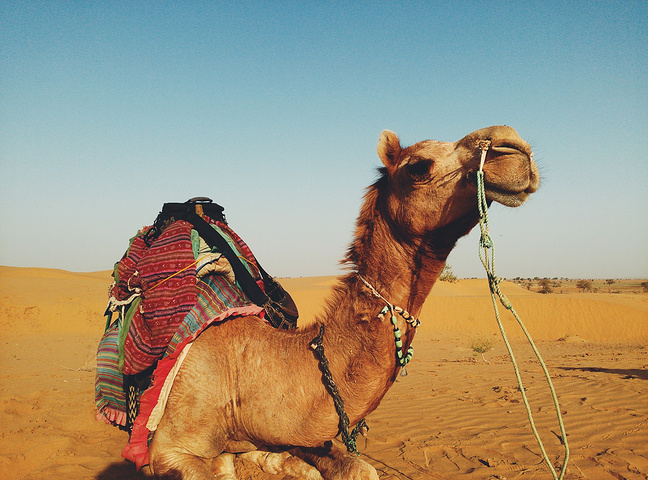 骑得这匹骆驼才5岁还是个小孩特别喜欢跑而且骆驼跑起来是顺拐得真的