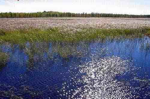 东沟湿地狩猎场