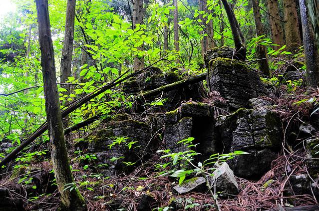 双乳峰古树杜鹃群落