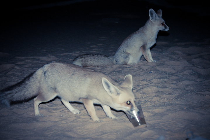 烤肉的香味引来了一群白狐,前前后后大约七八只吧,很可爱,我和瑞妍又