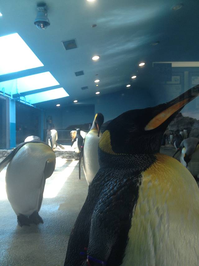 长崎企鹅水族馆