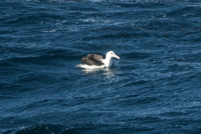一场海洋生物的盛会图片 一场海洋生物的盛会图片