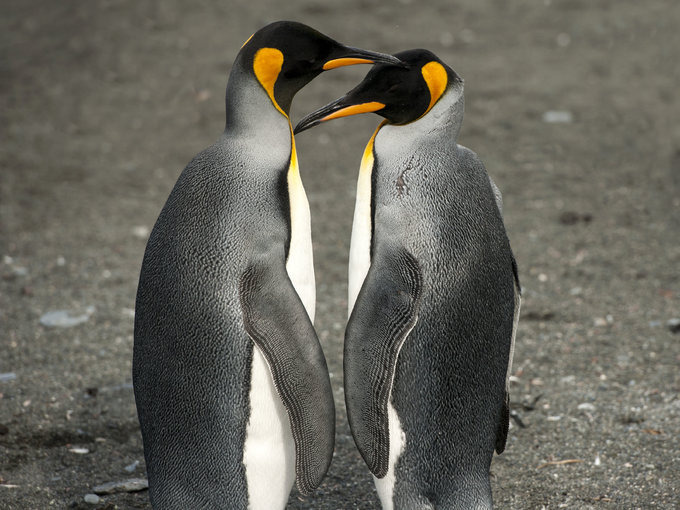 王企鹅的世界图片 王企鹅的世界图片