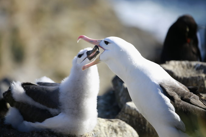 West Point岛图片 West Point岛图片